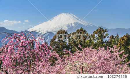 Matsuda Town Spring flowers and snow-capped Mt. Fuji against the blue sky [Kanagawa Prefecture] 108274556