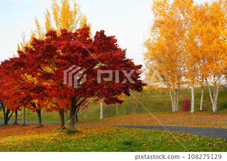 Promenade in a park with autumn leaves 108275129