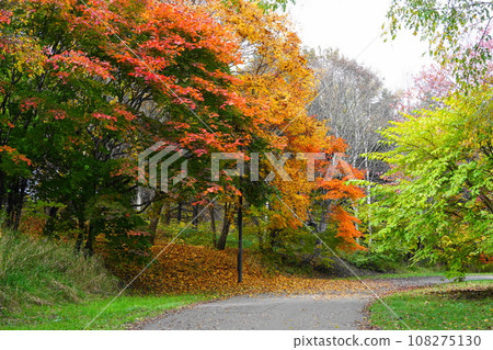 Autumn leaves made maple tree 108275130