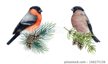 Bullfinch male and female birds on pine branch set. Watercolor painted illustration. Hand drawn Pyrrhula pyrrhula avian. Realistic bullfinch bird couple on pine branch vintage style painted set 108275136