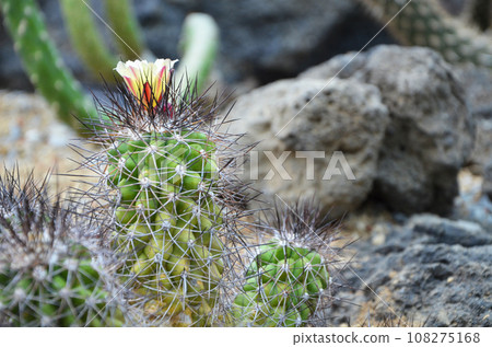 Cactus Cactus 108275168
