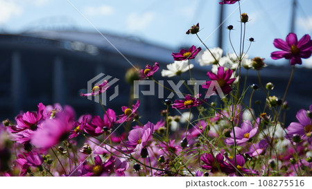 豐田體育場和 Cosmos 5 豐田體育場和 Cosmos 5 108275516