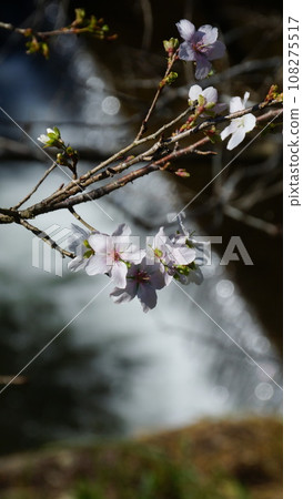 川見四季櫻花 10 月櫻花 7 川見四季櫻花 10 月櫻花 7 108275517