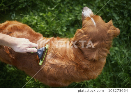 Pet owner is brushing fur of his dog. 108275664