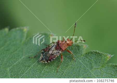 Closeup on a scentless plant bug , Rhopalus subrufus sitting on a green leaf Closeup on a scentless plant bug , Rhopalus subrufus sitting on a green leaf 108275746
