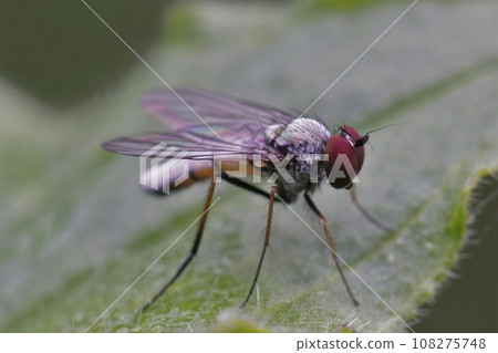 Closeup on a diurnal long-legged fly, Argyra leucocephala 108275748