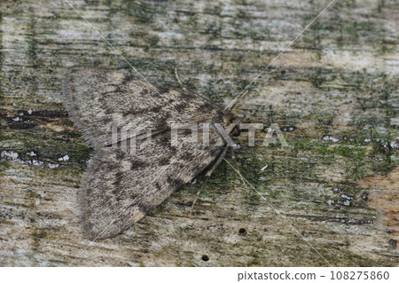Closeup on a large tabby or grease moth, Aglossa pinguinalis sitting wood Closeup on a large tabby or grease moth, Aglossa pinguinalis sitting wood 108275860