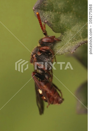 Closeup on a colorful red female Nomad solitary cuckoo bee, Nomada species, sleeping while haning in the vegetation 108275868