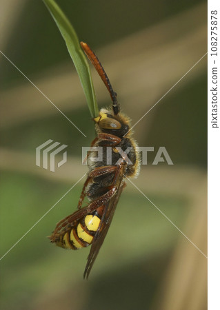 Closeup on a colorful male Nomad solitary cuckoo bee, Nomada species, sleeping while haning in the vegetation 108275878