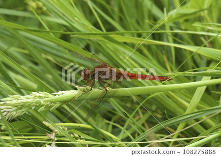 Closeup on a bright red male Red-veined hawker dragonfly, Sympetrum fonscolombii, sitting in the green grass 108275888