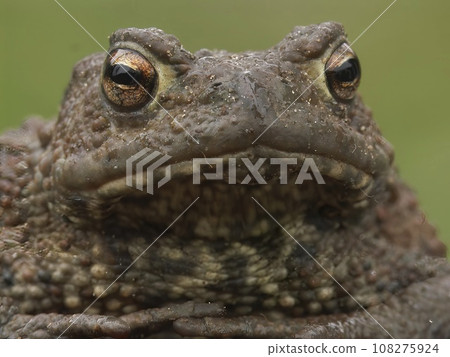 Facial closeup of a brown European common toad, Bufo bufo sitting on wood in the garden Facial closeup of a brown European common toad, Bufo bufo sitting on wood in the garden 108275924