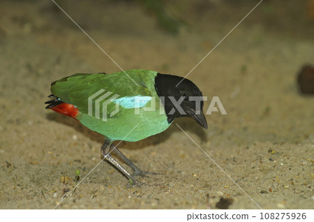 Colorful closeup on the tropical green and black-headed, Hooded Pitta or Green breasted Pitta sordida 108275926