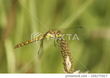 Closeup on a Common darter dragonfly, Sympetrum striolatum perched on tiup of a plant 108275927