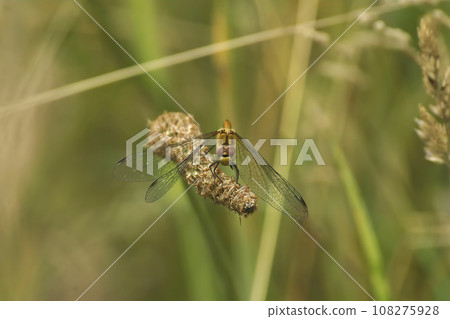 Facial closeup on a Ruddy darter dragonfly, Sympetrum sangiuneum 108275928