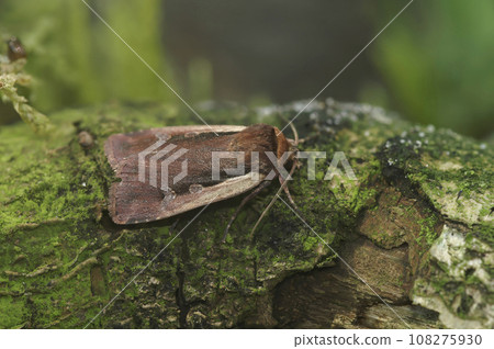 Detailed closeup on the brown Flame shoulder owlet moth, Ochropleura plecta, sitting on wood Detailed closeup on the brown Flame shoulder owlet moth, Ochropleura plecta, sitting on wood 108275930