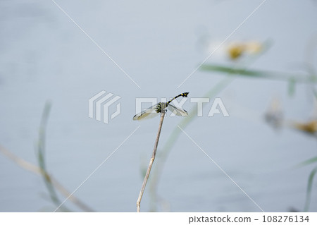 蜻蜓 蜻蜓 108276134