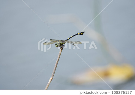 蜻蜓 蜻蜓 108276137