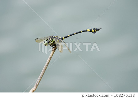 dragonfly dragonfly 108276138