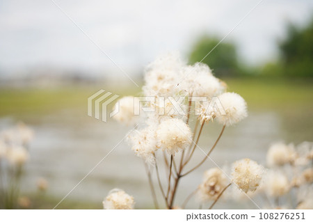 Dry plant fluff background material Dry plant fluff background material 108276251