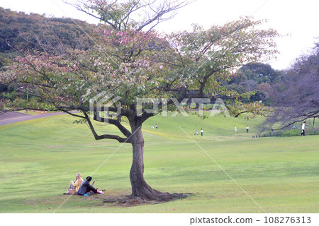 兩個女人在櫻花樹下讀書 108276313