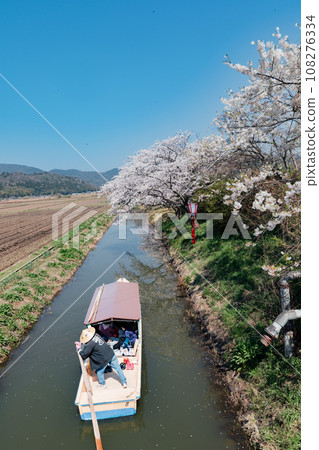 Enjoy cherry blossoms and rape blossoms on a rowing boat tour of Hachimanbori, Shiga Prefecture's Omihachiman 108276334
