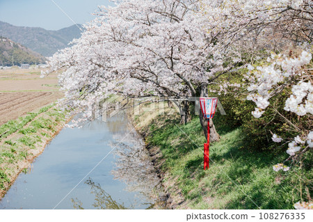 Enjoy cherry blossoms and rape blossoms on a rowing boat tour of Hachimanbori, Shiga Prefecture's Omihachiman 108276335