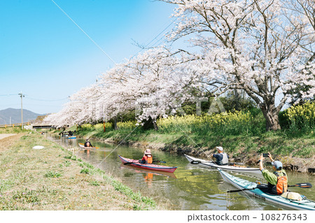 Enjoy cherry blossoms and rape blossoms on a rowing boat tour of Hachimanbori, Shiga Prefecture's Omihachiman Enjoy cherry blossoms and rape blossoms on a rowing boat tour of Hachimanbori, Shiga Prefecture's Omihachiman 108276343