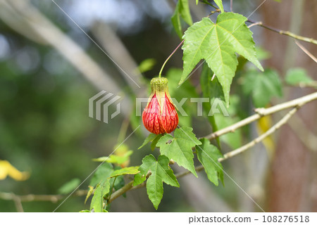 Abutilon pictum or Abutilon striatum redvein flower growing in Da Lat in Vietnam abutilon, red vein Indian mallow, redvein flowering maple, Chinese-lantern, red vein, Chinese lanterns. 108276518
