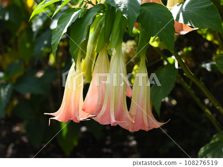 Brugmansia flowers growing in Russian Far East 108276519