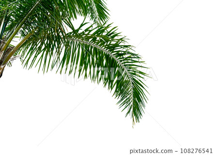 leaf coconut tree isolated leaf coconut tree isolated 108276541