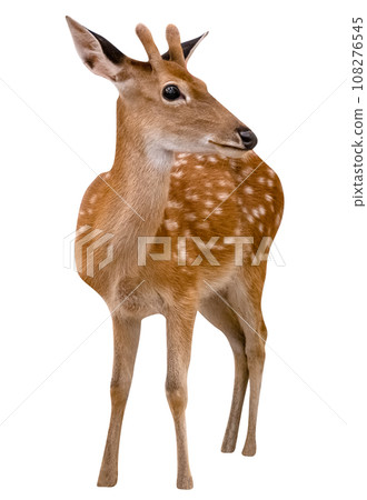 Spotted deer isolated 108276545