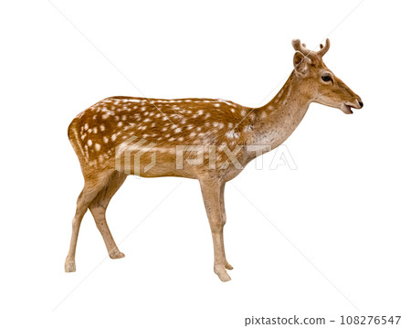 Spotted deer isolated 108276547