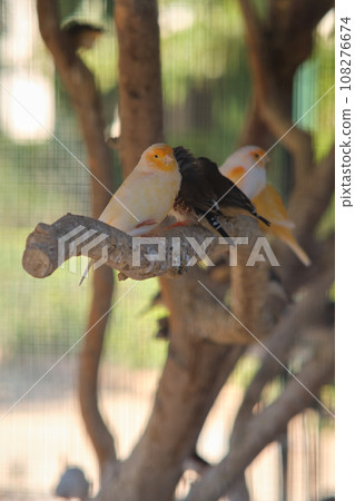 yellow canaries on a branch 108276674