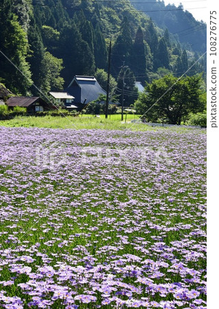 Sakyo Ward, Kyoto City: Kitayama Yuzen chrysanthemums in full bloom and Kutamiya town village 108276775
