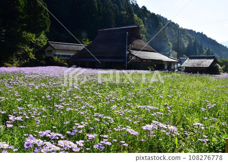 Sakyo Ward, Kyoto City: Kitayama Yuzen chrysanthemums in full bloom and Kutamiya town village Sakyo Ward, Kyoto City: Kitayama Yuzen chrysanthemums in full bloom and Kutamiya town village 108276778