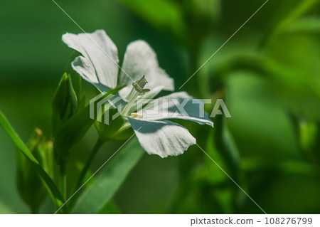 White flax flower and green leaves and grass. Blooming flower on a sunny day. White flax flower and green leaves and grass. Blooming flower on a sunny day. 108276799