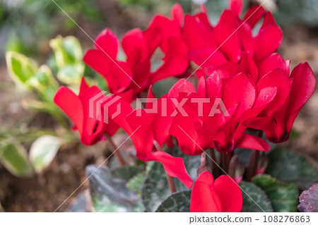 紅色仙客來在春天開花。 紅色仙客來在春天開花。 108276863