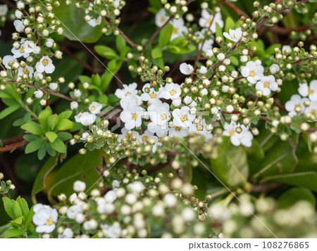 雪柳是一種美麗的白色花朵，在春天盛開。 108276865