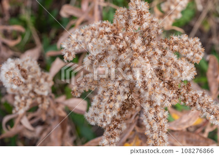 一枝黃花，春天只長出種子。 108276866