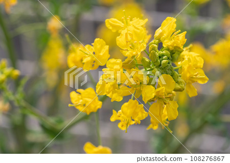 春天盛開的黃色油菜花的特寫。 108276867