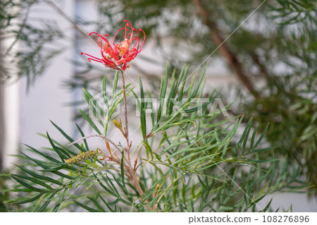 Grevillea Robin Gordon. Red flowers blooming in spring. Grevillea Robin Gordon. Red flowers blooming in spring. 108276896