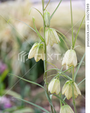 Fritillary lily blooming downward. Fritillary lily blooming downward. 108276949