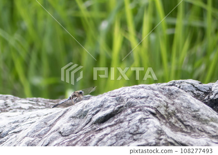 Orthetrum albis 在石頭上 Orthetrum albis 在石頭上 108277493