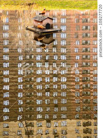 Urban wildlife scene. Ruddy shelduck ducks sitting on floating bird house and reflection of skyscraper in water 108277720