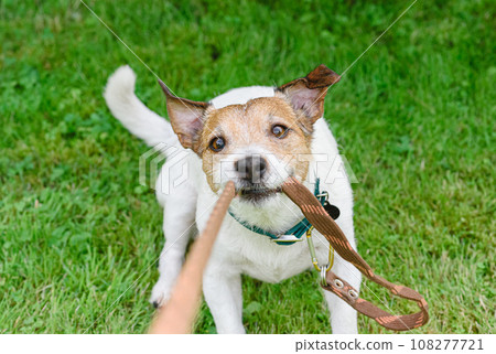 At dog walking training session dog biting and pulling leash 108277721