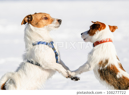 Dog training and pet socialization class. Two happy dogs playing together outside on winter day. 108277722