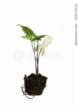 Arrowhead Vines Syngonium podophyllum plant with isolated background Arrowhead Vines Syngonium podophyllum plant with isolated background 108278132