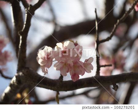 Spring landscape 108278201