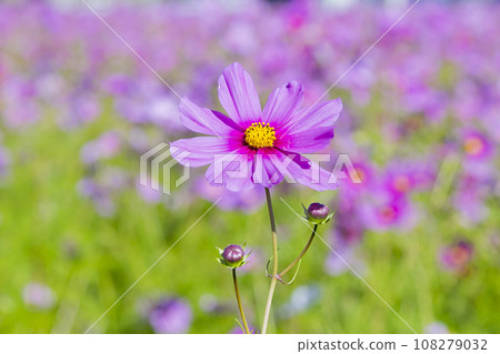 Cosmos Cosmos 108279032