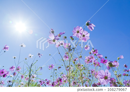 Cosmos Cosmos 108279067